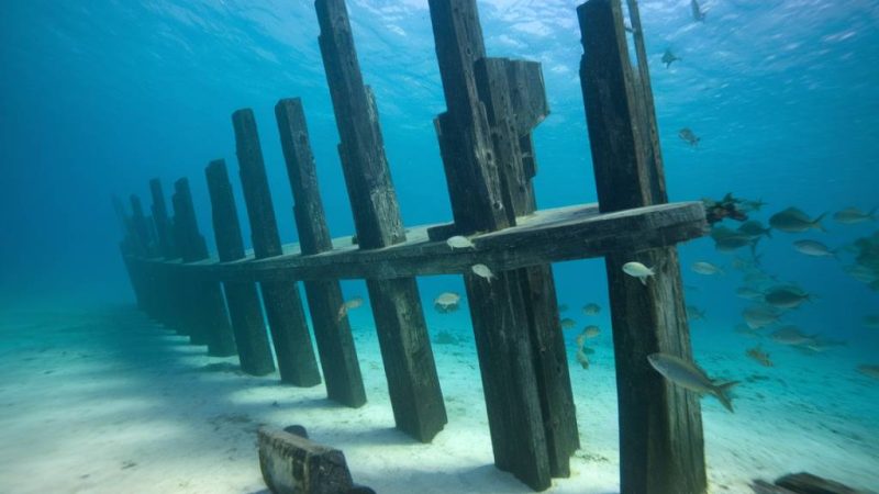 Les trésors marins à explorer autour de Marie-Galante : plongée sous-marine et snorkeling